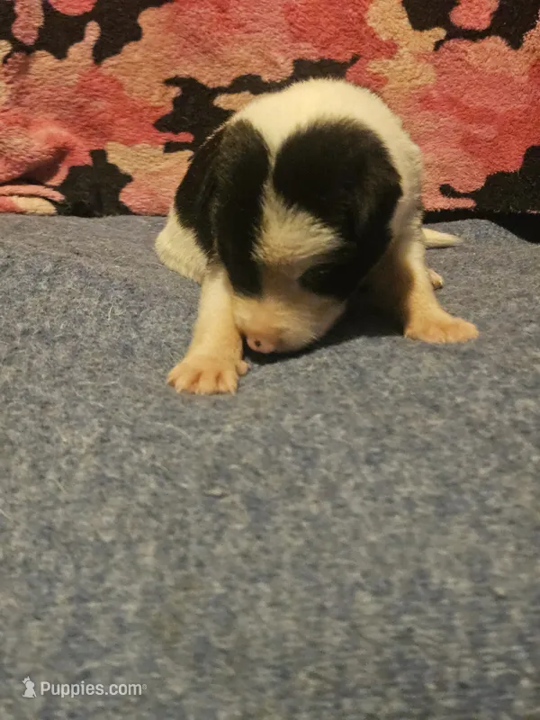 Tia – Border Collie puppy for sale in Cape Girardeau, MO