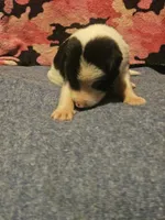Tia, a female Border Collie for sale in Cape Girardeau, MO – 1 of 10