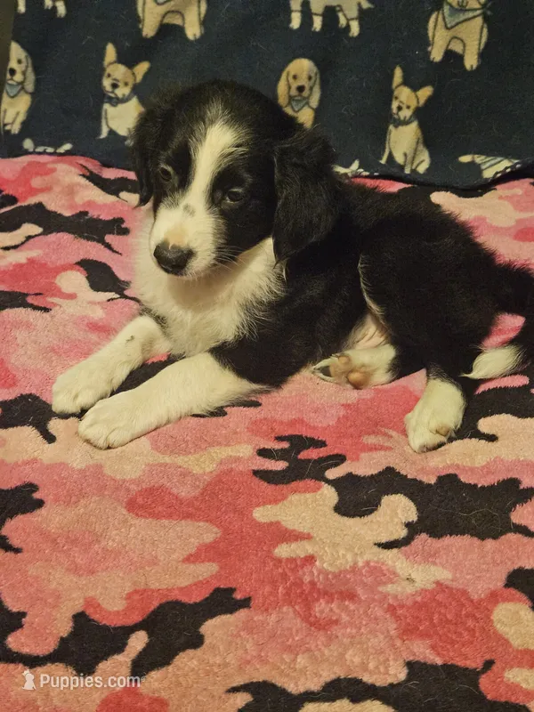 Noddy (T-Cup) – Chihuahua puppy for sale in Cape Girardeau, MO