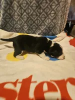 Bo (Perfect Markings), a male Border Collie for sale in Cape Girardeau, MO – 7 of 10
