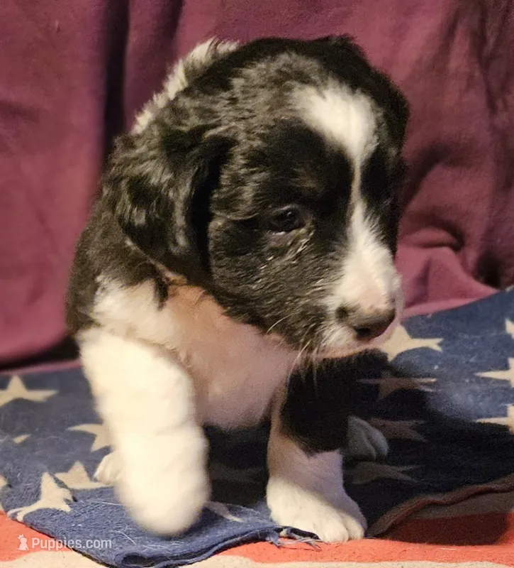 Finn (Blueish Eyes; Call-Text)