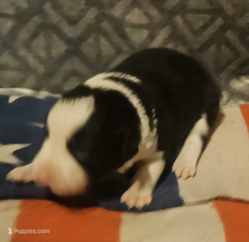 Franney – Border Collie puppy for sale in Cape Girardeau, MO