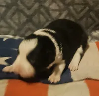 Franney, a female Border Collie for sale in Cape Girardeau, MO – 2 of 10