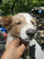 Suzy (Call-Text), a female Border Collie for sale in Cape Girardeau, MO – 5 of 7