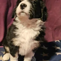 Elfrank (Call-Text), a male Border Collie for sale in Cape Girardeau, MO – Photo 6 of 10