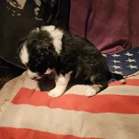 Elfrank (Call-Text), a male Border Collie for sale in Cape Girardeau, MO – Photo 10 of 10