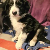 Elfrank (Call-Text), a male Border Collie for sale in Cape Girardeau, MO – Photo 2 of 10
