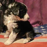 Elfrank (Call-Text), a male Border Collie for sale in Cape Girardeau, MO – Photo 3 of 10