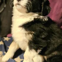 Elfrank (Call-Text), a male Border Collie for sale in Cape Girardeau, MO – Photo 1 of 10