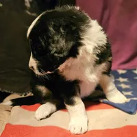 Elfrank (Call-Text), a male Border Collie for sale in Cape Girardeau, MO – Photo 7 of 10