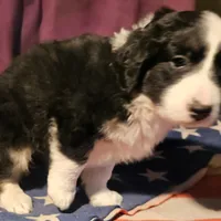 Elfrank (Call-Text), a male Border Collie for sale in Cape Girardeau, MO – Photo 9 of 10