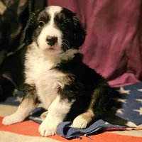 Elfrank (Call-Text), a male Border Collie for sale in Cape Girardeau, MO – Photo 5 of 10