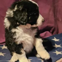 Elfrank (Call-Text), a male Border Collie for sale in Cape Girardeau, MO – Photo 8 of 10