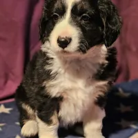 Elfrank (Call-Text), a male Border Collie for sale in Cape Girardeau, MO – Photo 4 of 10