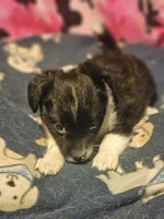Buttet "T-Cup", a female Chihuahua for sale in Cape Girardeau, MO – 10 of 10