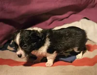 Freddie (SMALL, Call-Text), a male Chihuahua for sale in Cape Girardeau, MO – Photo 10 of 10