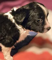 Freddie (SMALL, Call-Text), a male Chihuahua for sale in Cape Girardeau, MO – Photo 2 of 10