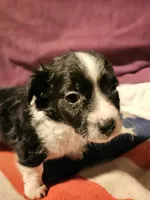 Freddie (SMALL, Call-Text), a male Chihuahua for sale in Cape Girardeau, MO – Photo 8 of 10