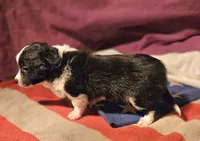 Freddie (SMALL, Call-Text), a male Chihuahua for sale in Cape Girardeau, MO – Photo 9 of 10