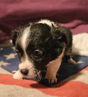 Freddie (SMALL, Call-Text), a male Chihuahua for sale in Cape Girardeau, MO – Photo 7 of 10