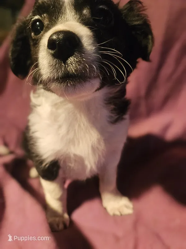 Freddie (SMALL, Call-Text)