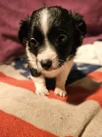 Freddie (SMALL, Call-Text), a male Chihuahua for sale in Cape Girardeau, MO – Photo 6 of 10