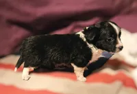 Freddie (SMALL, Call-Text), a male Chihuahua for sale in Cape Girardeau, MO – Photo 3 of 10