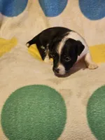 Checker (T-Cup, Call-Text), a male Chihuahua for sale in Cape Girardeau, MO – 6 of 10
