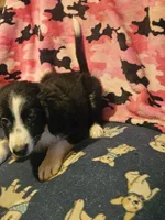 Noddy (Mini; Call-Text), a male Border Collie for sale in Cape Girardeau, MO – 4 of 10