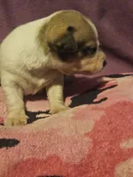 Diane, a female Chihuahua for sale in Cape Girardeau, MO – 5 of 10