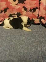 Tia, a female Border Collie for sale in Cape Girardeau, MO – 4 of 10