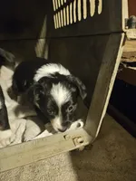 Kumba (Call-Text), a female Chihuahua for sale in Cape Girardeau, MO – Photo 7 of 10