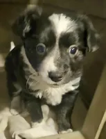 Kumba (Call-Text), a female Chihuahua for sale in Cape Girardeau, MO – Photo 10 of 10