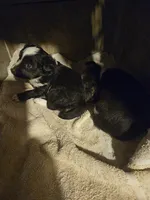 Kumba (Call-Text), a female Chihuahua for sale in Cape Girardeau, MO – Photo 9 of 10