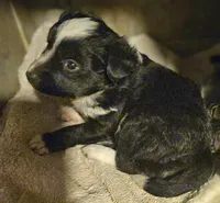 Kumba (Call-Text), a female Chihuahua for sale in Cape Girardeau, MO – Photo 3 of 10