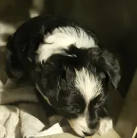 Kumba (Call-Text), a female Chihuahua for sale in Cape Girardeau, MO – Photo 4 of 10