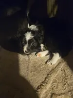 Kumba (Call-Text), a female Chihuahua for sale in Cape Girardeau, MO – Photo 6 of 10