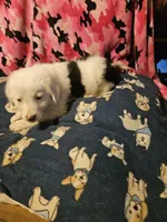 Inman (Blueish Eyes!), a male Border Collie for sale in Cape Girardeau, MO – 7 of 10