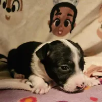 Di (T-Cup, Call-Text), a female Chihuahua for sale in Cape Girardeau, MO – Photo 1 of 10