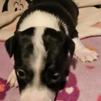 Di (T-Cup, Call-Text), a female Chihuahua for sale in Cape Girardeau, MO – Photo 8 of 10