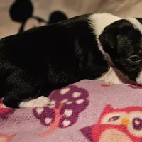 Di (T-Cup, Call-Text), a female Chihuahua for sale in Cape Girardeau, MO – Photo 9 of 10