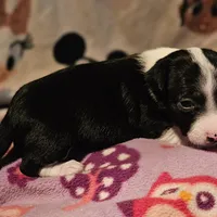 Di (T-Cup, Call-Text), a female Chihuahua for sale in Cape Girardeau, MO – Photo 10 of 10