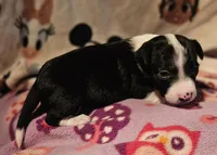 Di (Call-Text), a female Chihuahua for sale in Cape Girardeau, MO – Photo 10 of 10