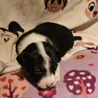 Di (Call-Text), a female Chihuahua for sale in Cape Girardeau, MO – Photo 3 of 10