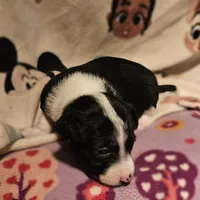 Di (T-Cup, Call-Text), a female Chihuahua for sale in Cape Girardeau, MO – Photo 4 of 10