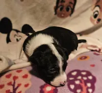 Di (Call-Text), a female Chihuahua for sale in Cape Girardeau, MO – Photo 4 of 10