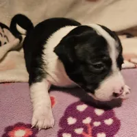 Di (T-Cup, Call-Text), a female Chihuahua for sale in Cape Girardeau, MO – Photo 6 of 10