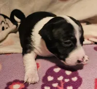 Di (Call-Text), a female Chihuahua for sale in Cape Girardeau, MO – Photo 7 of 10