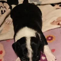 Di (T-Cup, Call-Text), a female Chihuahua for sale in Cape Girardeau, MO – Photo 7 of 10