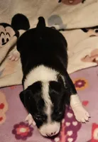 Di (Call-Text), a female Chihuahua for sale in Cape Girardeau, MO – Photo 6 of 10